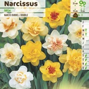 Narcisos dobrados em mistura